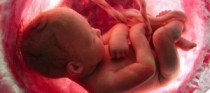 Unborn baby-in-womb-300x133